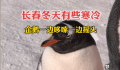 长春冬天冻懵企鹅:脚丫不敢着地