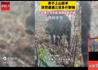 男子上山放羊突遇300斤野猪 人在家中坐猪从天上来”啊