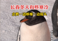 长春冬天冻懵企鹅:脚丫不敢着地