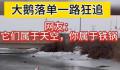 大鹅落单后一路疯狂追赶 腿都跑出重影了