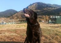 浙江5条退役警犬找领养 参加过抢险救灾见过大场面