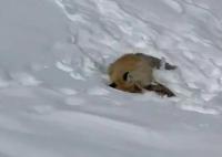 网红狐狸死在雪地里 网友评论：不打扰才是爱