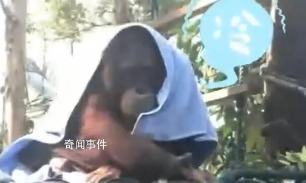 广州动物园猩猩冷到披上毯子
