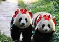 为什么大熊猫性别难识别 谭爷爷透露大熊猫“和叶”是雌性