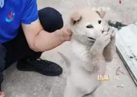 狗狗偷咬主人被抓包急忙捂嘴 小狗防住了一个大嘴巴子