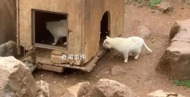 “猫猴共处”风波中的昆明动物园