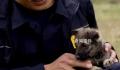 警犬父母生下幼犬取名110