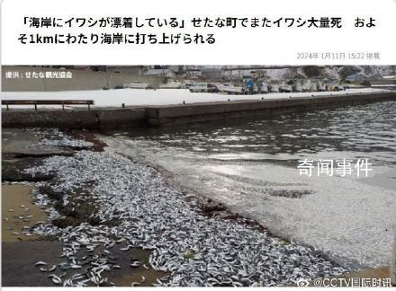日本北海道海岸再现大量死鱼