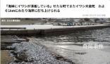 日本北海道海岸再现大量死鱼