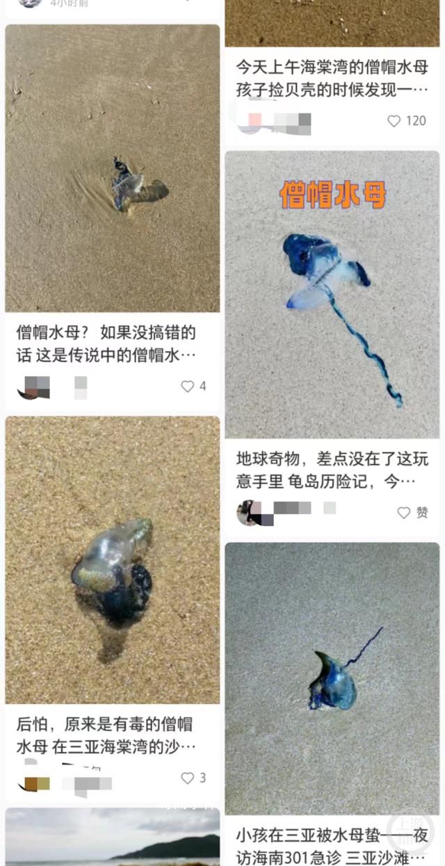 三亚辟谣多海域现剧毒僧帽水母