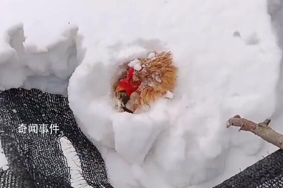主人捡鸡蛋发现鸡被雪埋3天还活着 当时它应该是在下蛋被大雪掩埋了
