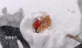 主人捡鸡蛋发现鸡被雪埋3天还活着 当时它应该是在下蛋被大雪掩埋了