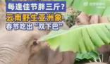 云南野生亚洲象春节吃出“双下巴” 象群中小象数量不断增多