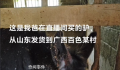 大哥回应直播间卖活驴:卖了上千头