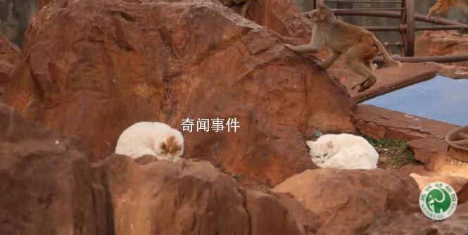 昆明动物园通报猴猫共处 将猫与猴关在一起不合适