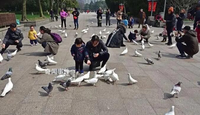 尔滨中央大街鸽子被游客喂成鸽猪