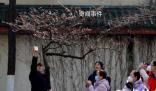 南京鸡鸣寺的樱花消息树开了 