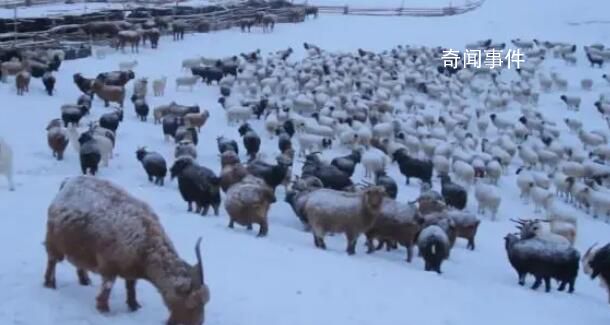 蒙古国遭遇50年不遇雪灾 暴风雪天气影响当地牧民生活