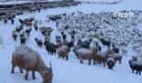 蒙古国遭遇50年不遇雪灾 暴风雪天气影响当地牧民生活