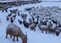 蒙古国遭遇50年不遇雪灾 暴风雪天气影响当地牧民生活