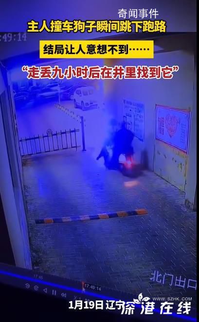 主人撞车 狗子直接跑路