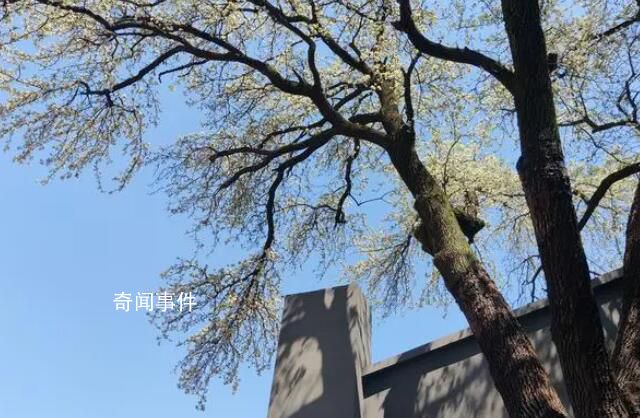 武汉150岁杜梨树开花 吸引了不少游客前来打卡