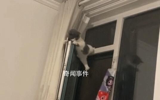 小猫跳上窗户被卡栏杆中间 猫：还不快抱我下来