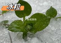 湖北已出现冰粒等七种降水形态 湖北降水相态类型复杂